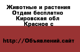 Животные и растения Отдам бесплатно. Кировская обл.,Красное с.